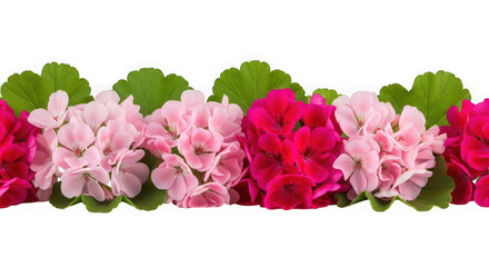 Obraz premium Seamless border of pink and magenta geranium flowers with green leaves isolated on transparent background
