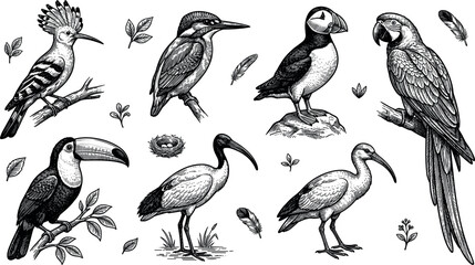 Obraz premium Vintage sketch birds vector illustration set with macaw toucan puffin kingfisher hoopoe and ibis hand drawn engraving isolated on white background
