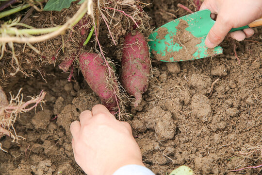 Harvesting Fresh Purple Sweet Potatoes in Garden with Trowel