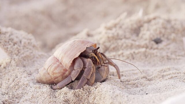 a hermit crab, a crustacean from the genus coenobita, in a shell in beach sand, sulawesi, indonesia, southeast asia, close-up macro shot