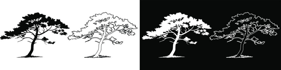 Vector silhouette and line art outline of a pine tree in black and white variations © Md