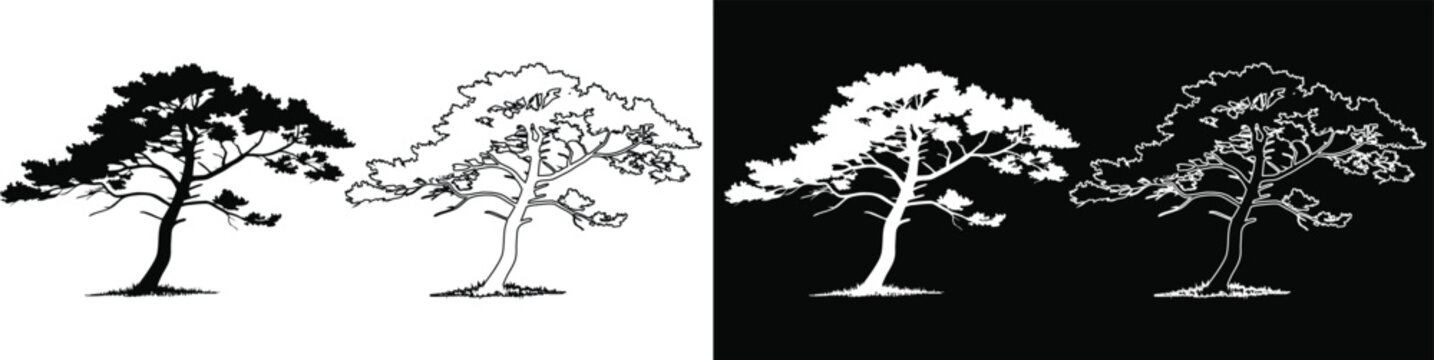 Vector silhouette and line art outline of a pine tree in black and white variations
