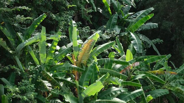 A verdant canopy of fresh banana trees sways gently in a warm tropical breeze. An immersive, atmospheric subtropical countryside setting. Reaceful mood reminiscent of rural southern Asia