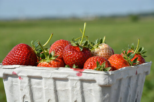 Close-up of ripe strawberries in a white cardboard punnet with isolated on transparent background png