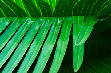 Green palm leaves © Krzysztof