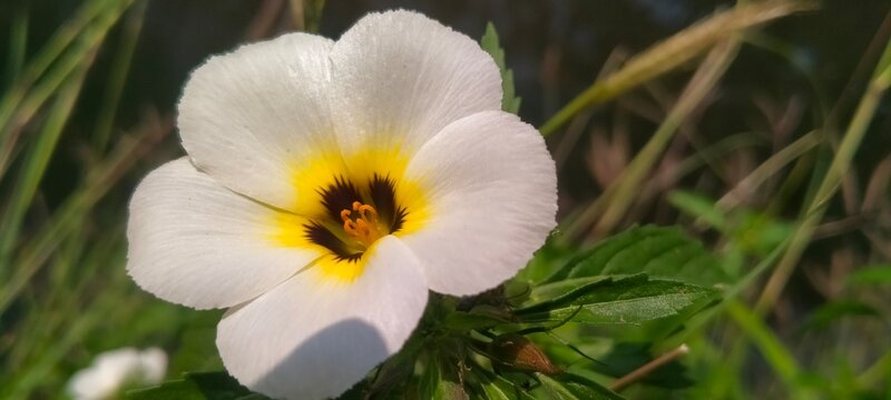 Vibrant white and yellow politician flower blooming on bush in countryside