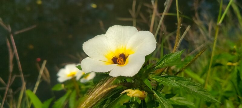 Close up of white alder blossom with yellow and dark purple center details