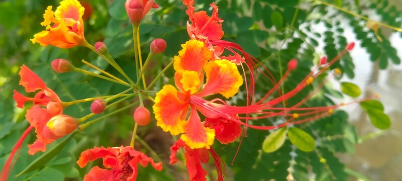 Tropical flamboyant flowers growing fresh on tree branch under sunlight