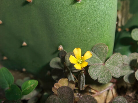 Small Yellow Oxalis Flower