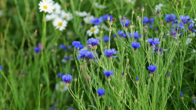 Blue cornflowers swaying in summer grass meadow on a breezy day. 4k footage
