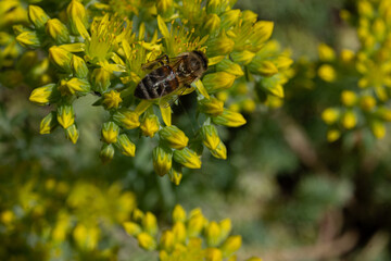 bee on yellow flower background © George