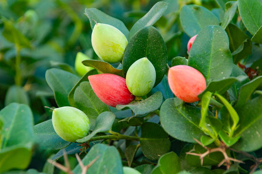carissa macrocarpa on green bush