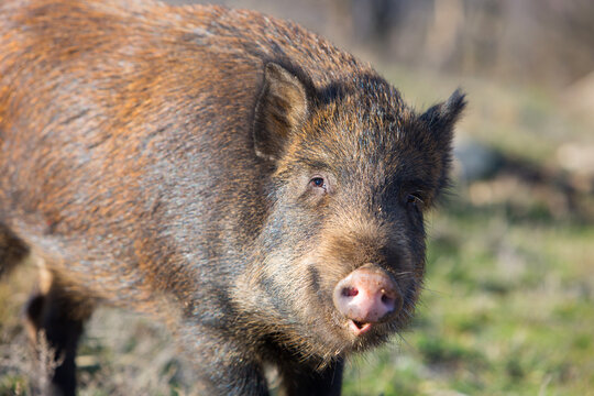 Close-up portrait of a wild boar in its natural habitat. Wildlife photography capturing the details of the animal&rsquo;s fur, snout and expression in natural daylight.