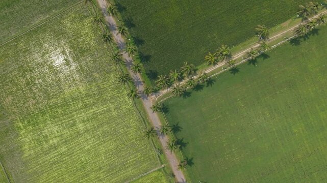 Aerial View of Agricultural Fields with a Narrow Dirt Road Bordered by Trees and Dense Hedges, Countryside Landscape