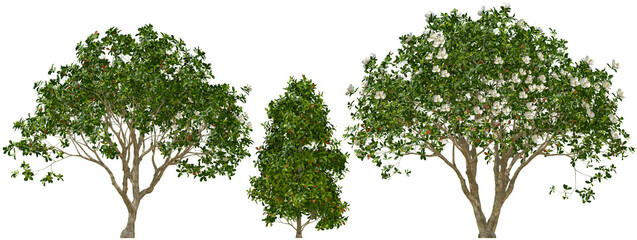 Set of southern magnolia trees (Magnolia grandiflora) isolated on transparent background for architectural visualization © Mathias Weil