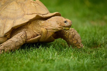 Obraz premium Pet African Spurred Tortoise (Centrochelys sulcata) grazing on green grass in an outdoor backyard enclosure