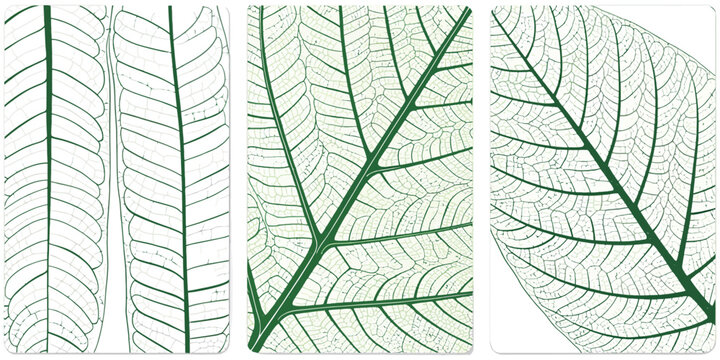 Tree Leaf Veins Vector Texture Closeup Cells Background Green Organic Foliage Macro Pattern Natural Botanical Surface Environment Science Eco Textile Print Square View