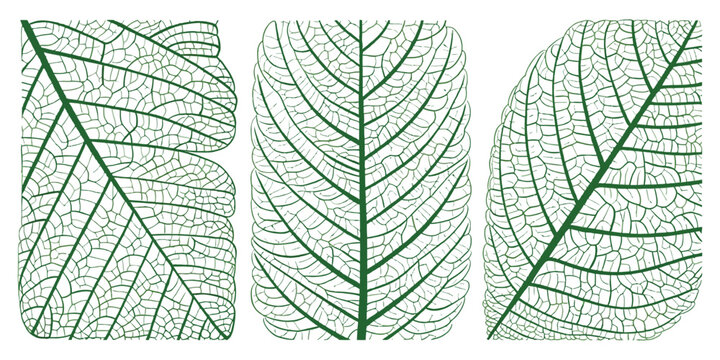 Tree Leaf Veins Vector Texture Closeup Cells Background Green Organic Foliage Macro Pattern Natural Botanical Surface Environment Science Eco Textile Print Square View
