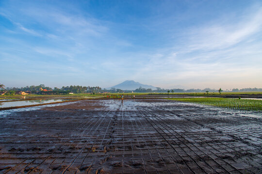 Group of traditional Asian farmers planting rice seedlings in muddy field during morning with beautiful Mount Kawi volcano background in East Java