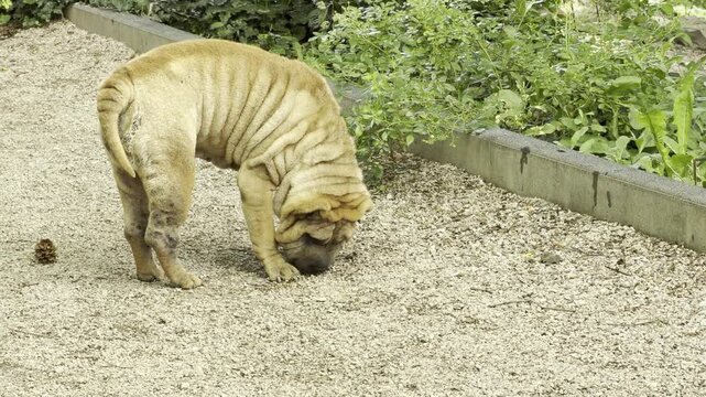 A wrinkly Shar Pei dog curiously sniffs the ground on a gravel path. The adorable pet explores a quiet park. Its unique wrinkles bring a peaceful and heartwarming feeling.