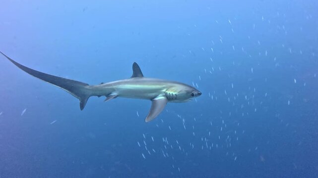 Pelagic Thresher Shark Swimming Past in Blue Water