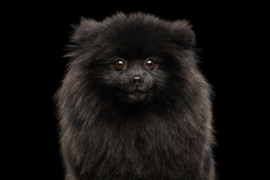 Black Pomeranian spitz funny close-up portrait with silly confused expression on black background, studio shot