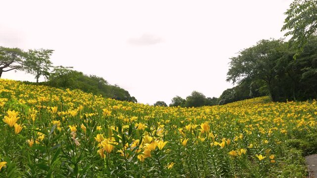 斜面を埋め尽くす満開の黄色いユリの花畑
