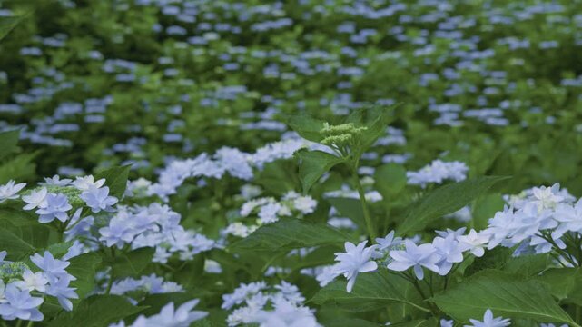 梅雨の季節に咲き誇る淡い青色のアジサイの花畑
