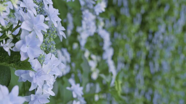 梅雨の季節に咲き誇る淡い青色のアジサイの花畑
