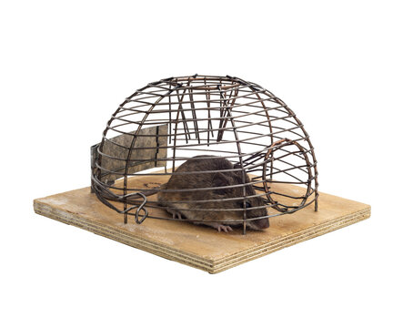 Mouse trapped in a mouse trap in white isolated background