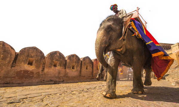 Decorated Indian elephant with mahout walking along ancient stone walls at Amer Fort Jaipur with copy space