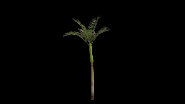 Areca Tree Swaying in Wind Loop Animation with Alpha Channel. Wind Blows The Betel-nut Palm Tree. Areca Catechu Tree Leaves Swaying. Animated Tree Branches Moving in Breeze. Transparent BG. Loop 