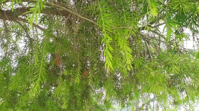 Lush Green Tree Branches and Leaves Swaying in Gentle Breeze - Low Angle Shot