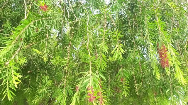 Lush Green Bottlebrush Tree Branches with Red Flowers Swaying in Wind
