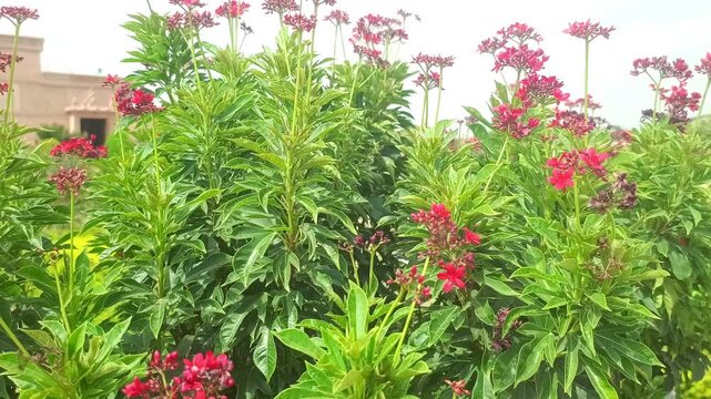 Vibrant Red Peregrina Flowers and Lush Green Jatropha Bush in Garden