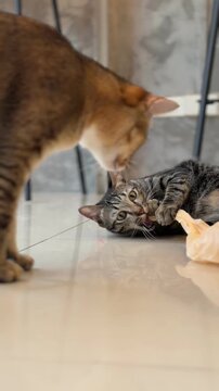 Playful domestic cats interacting in a bright home, showing their natural curiosity and charming personalities.
