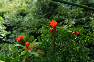 Obraz premium Bright red pomegranate flowers blooming on a tree branch surrounded by green leaves. Close-up of beautiful blossoms in a garden, symbolizing nature, growth and summer flowering.