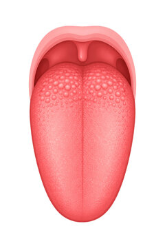 Human tongue anatomy vector illustration on transparent background. Taste buds PNG.