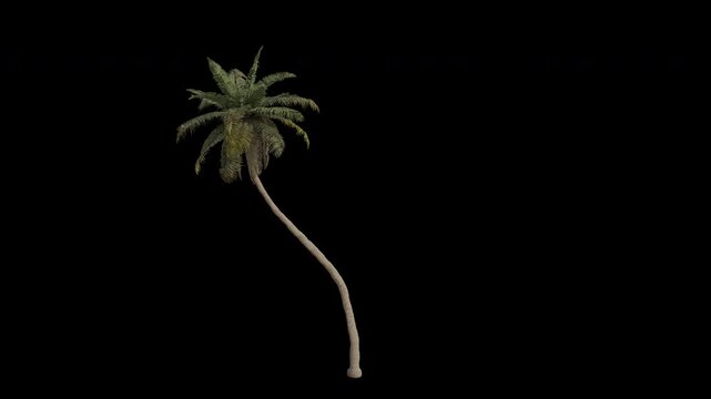 Coconut Tree Swaying in Wind Loop Animation with Alpha Channel. Wind Blows The Coconut Palm Tree. Cocos Nucifera Tree Leaves Swaying. Animated Tree Branches Moving in Breeze. Transparent BG. Loop Anim