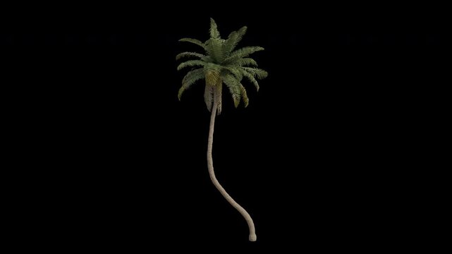 Coconut Tree Swaying in Wind Loop Animation with Alpha Channel. Wind Blows The Coconut Palm Tree. Cocos Nucifera Tree Leaves Swaying. Animated Tree Branches Moving in Breeze. Transparent BG. Loop Anim