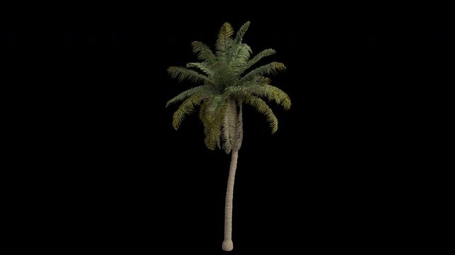 Coconut Tree Swaying in Wind Loop Animation with Alpha Channel. Wind Blows The Coconut Palm Tree. Cocos Nucifera Tree Leaves Swaying. Animated Tree Branches Moving in Breeze. Transparent BG. Loop Anim