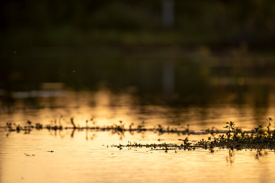 Golden light dances on calm water's surface
