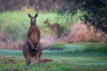Kangaroo stands alert in a sunlit grassy field © Travis