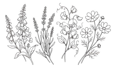Vintage wildflower line art collection, hand drawn botanical sketches of lavender and foxglove, black and white floral vector illustrations © chasad
