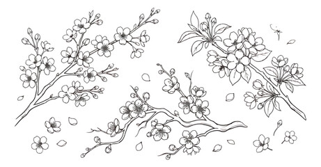 Vintage cherry blossom branch line art, hand drawn sakura floral vector set, elegant black and white botanical illustrations for wedding invitations © chasad