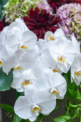 Fototapeta premium Elegant white phalaenopsis orchids blooming with yellow centers in garden setting