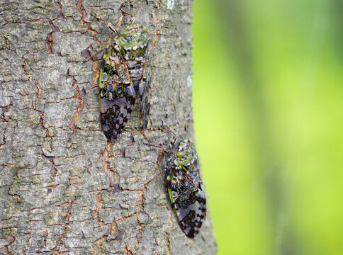 Two cicadas on tree trunk in natural forest setting
