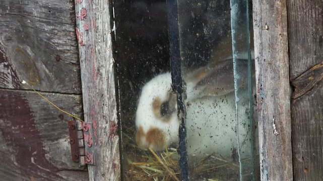 Rabbit inside wooden hutch looking through dirty window close up. Fluffy white rabbit with brown spots sitting on straw bedding in rustic barn cage, farming, rural lifestyle and animal care concept