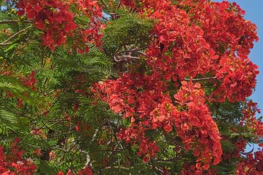 Royal Poinciana Blossoms or Delonix regia and Green Foliage in Full Bloom