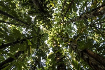 Fototapeta premium Towering Trees - Lush Rainforest Canopy